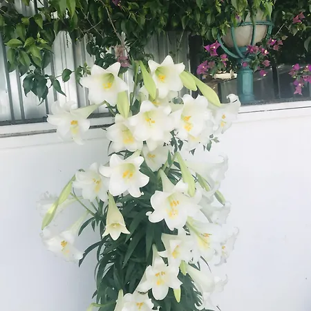 La Boutique Ipek 호텔 3*