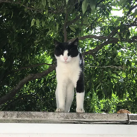 מלון La Boutique Ipek 3*